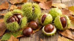 Castagne e castagne matte aperte nei loro ricci su un tavolo con foglie autunnali