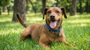 Cane marrone con collare blu sdraiato sull'erba in un parco
