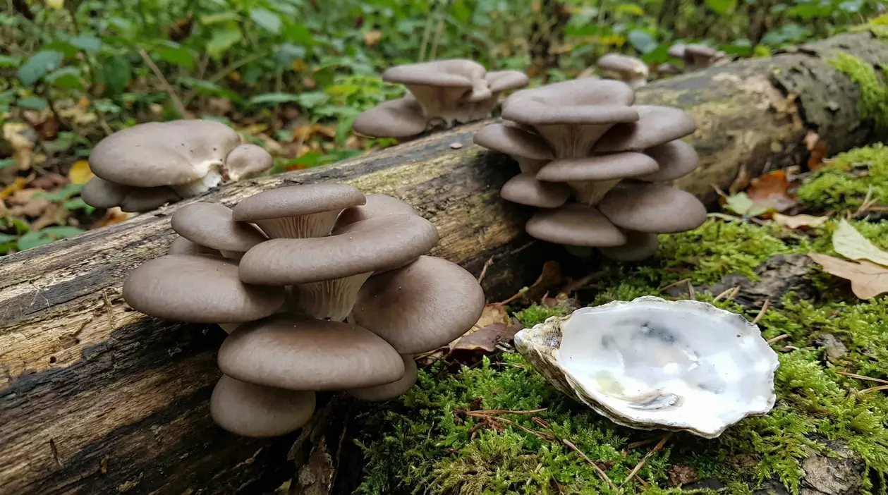 Funghi che crescono su un tronco nel bosco accanto a un guscio vuoto simile a un’ostrica